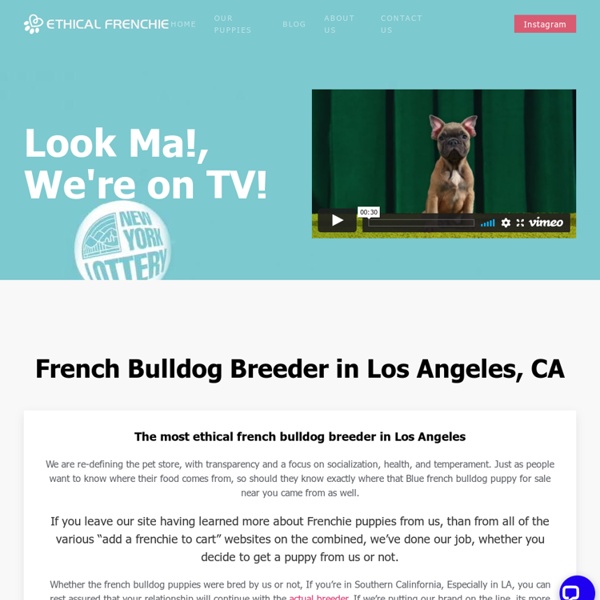 French Bulldog Breeder in Los Angeles, CA. We specialize in French Bulldog Puppies only (only frenchie puppies)