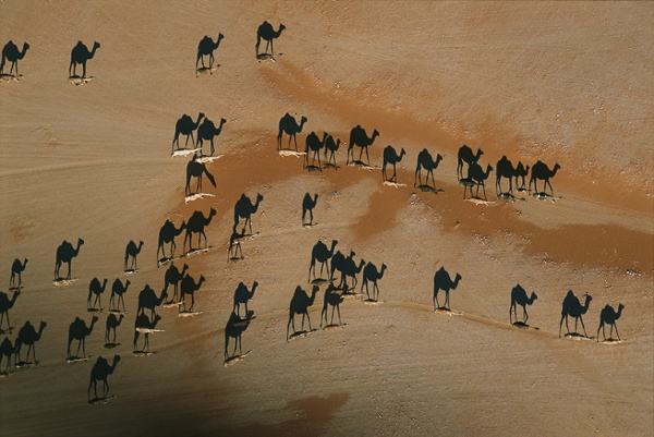 Http://static.guim.co.uk/sys-images/Guardian/Pix/pictures/2010/3/23/1269346625369/Camels-cross-the-desert-k-003.jpg