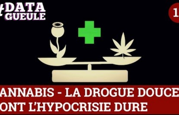 Cannabis, la drogue douce dont l'hypocrisie dure #DATAGUEULE 11