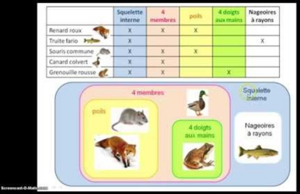 Capsule groupes emboites