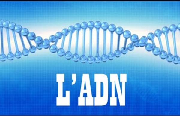 (1) Capsule : l'ADN