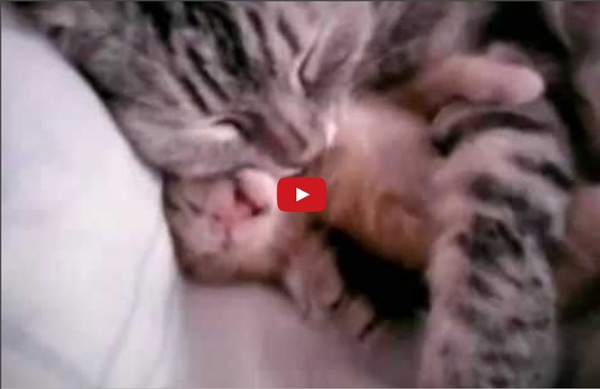 Cat mom hugs baby kitten