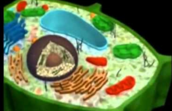 Las células eucariotas y procariotas