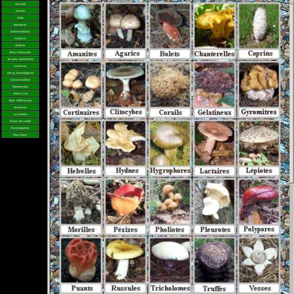 Les champignons agaric, cèpe, bolet, amanite, morille, girolle