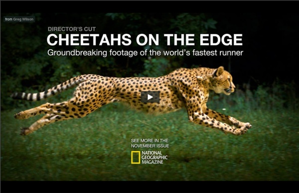 Cheetahs on the Edge
