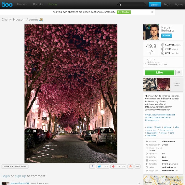 Photo &Cherry Blossom Avenue& by Marcel B.