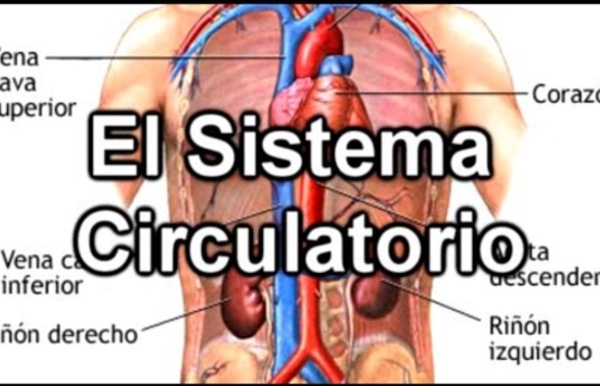 El Sistema Circulatorio - Documental de Biología