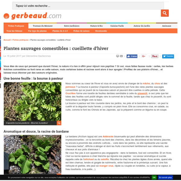 Plantes Sauvages Comestibles : Cueillette d'Hiver