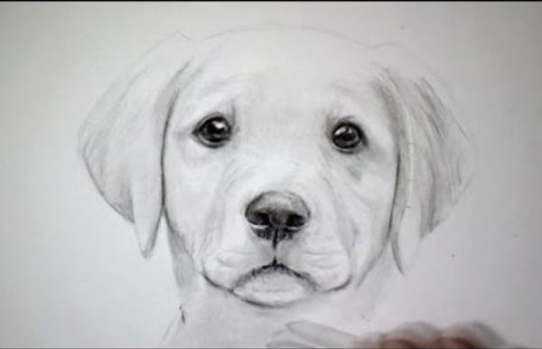 Comment dessiner un chien [Tutoriel]