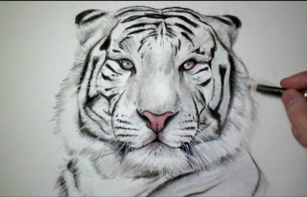 Comment dessiner un tigre [Tutoriel]