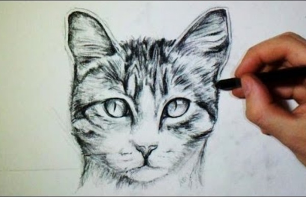 Comment dessiner un chat [Tutoriel]