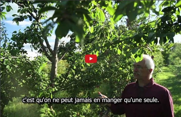 Les Fermes Miracle, un verger commercial en permaculture de 5 acres dans le sud du Québec