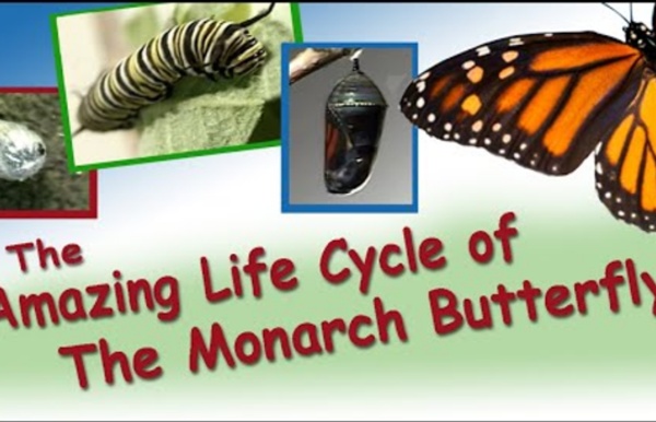 Amazing Life Cycle of a Monarch Butterfly