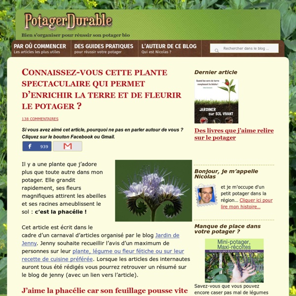 Phacélie, plante engrais mellifère