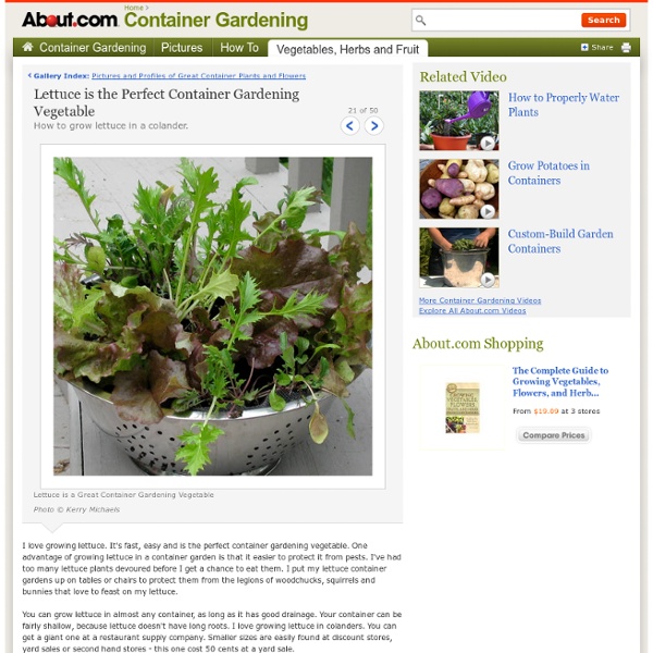 Container Gardening Vegetable - Lettuce is the Perfect Container Gardening Vegetable