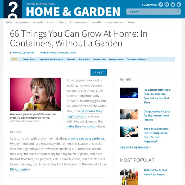 66 Things You Can Grow At Home: In Containers, Without a Garden"