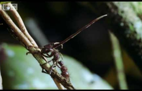 Fungi: Cordyceps: attack of the killer fungi - Planet Earth Attenborough BBC wildlife