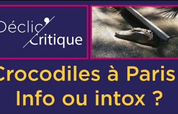 DECLIC CRITIQUE : Crocodiles à Paris : info ou intox ?