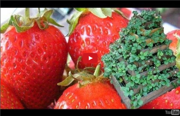 La culture facile des fraises biologique: la Fontaine à fraises