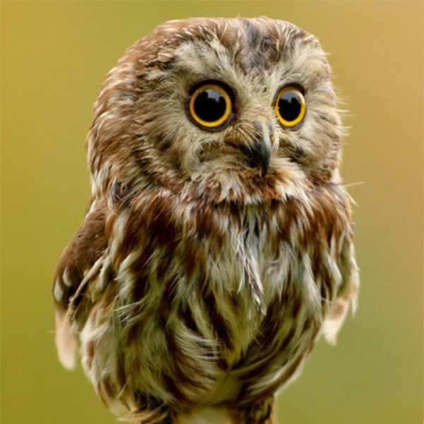Cute-owl