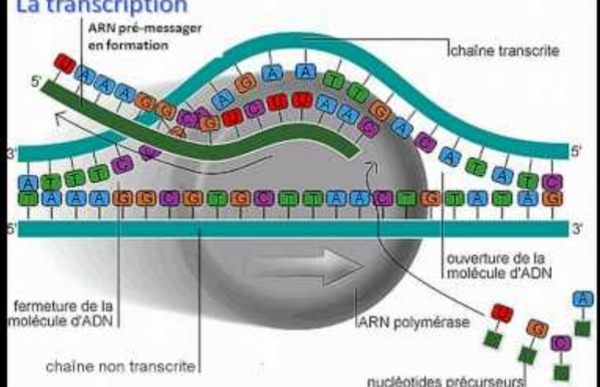 De l'ADN à l'ARNm