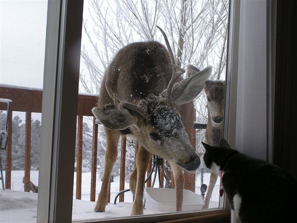 Deer-cat-image.jpg (Image JPEG, 800x600 pixels)
