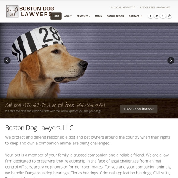 Dangerous Dog Boston