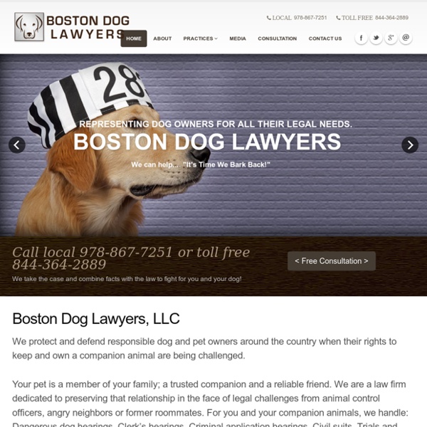 Massachusetts Pet Custody
