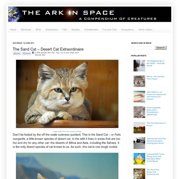 The Sand Cat – Desert Cat Extraordinaire