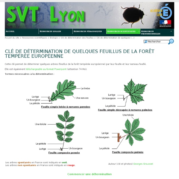 Clé de détermination de quelques feuillus de la forêt tempérée européenne - SVT Lyon