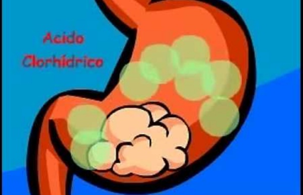 Vídeo didáctico el sistema digestivo