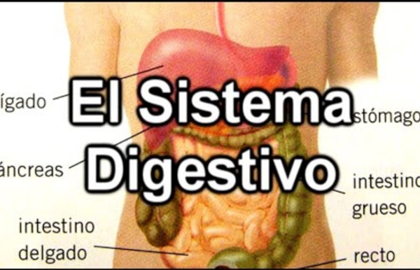 El Sistema Digestivo - Documental de Biología
