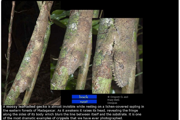 Dimijian Images mossy leaf-tailed gecko