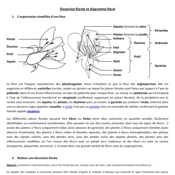 Dissection_florale_et_diagramme_floral.pdf