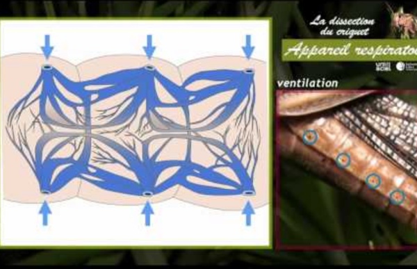 La dissection du criquet - appareil respiratoire - 4 sur 6