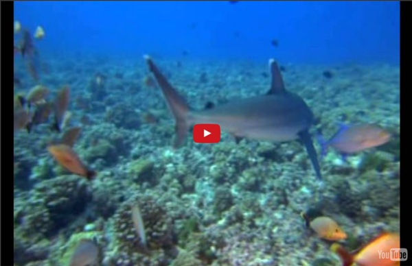 Oceano-worl-documental animales marinos