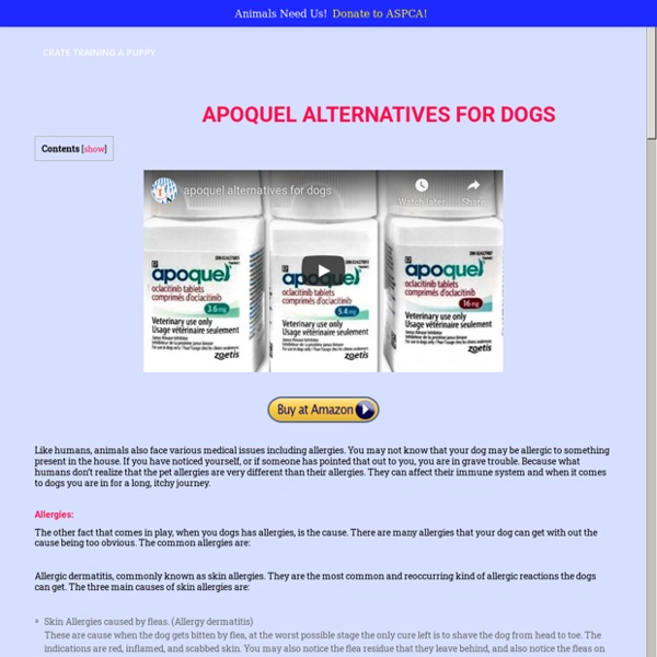 Effective Safe Apoquel Alternatives – Crate Training A Puppy