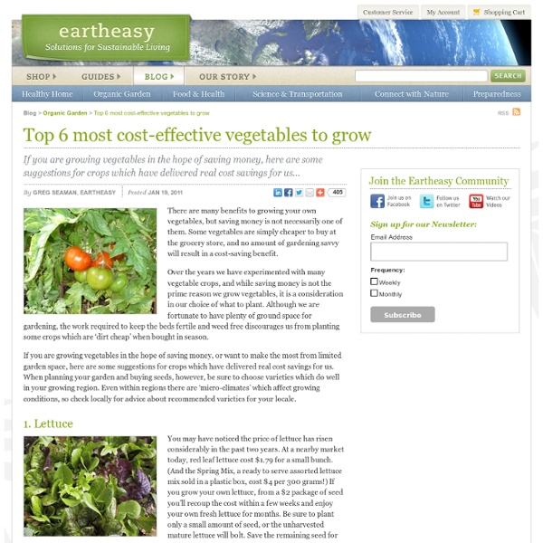 Top 6 most cost-effective vegetables to grow