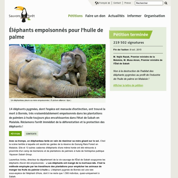 Éléphants empoisonnés pour l'huile de palme