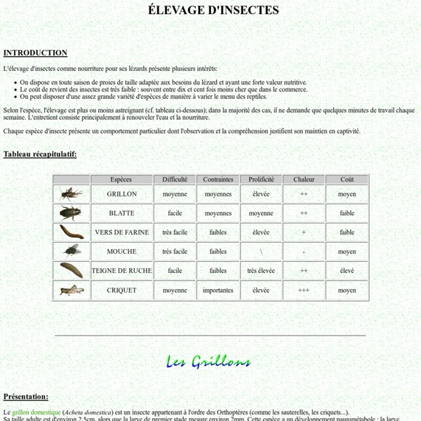 Elevage des insectes