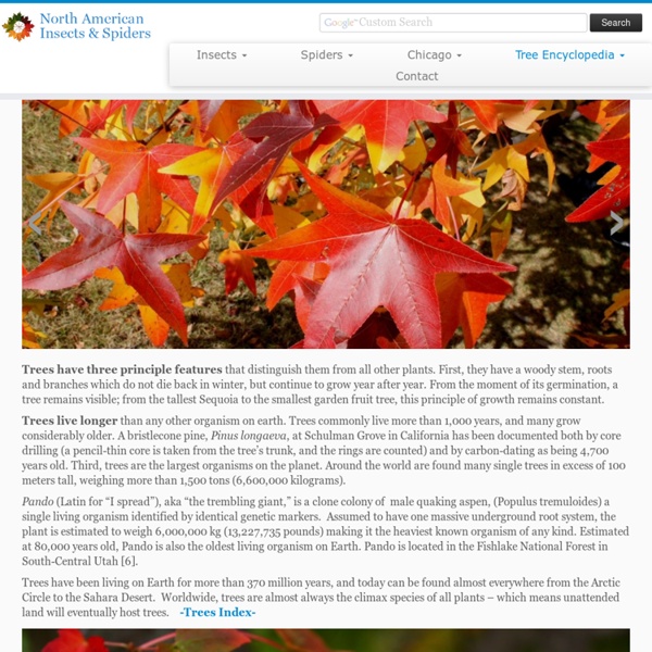 Tree Encyclopedia 2 clicks to really open