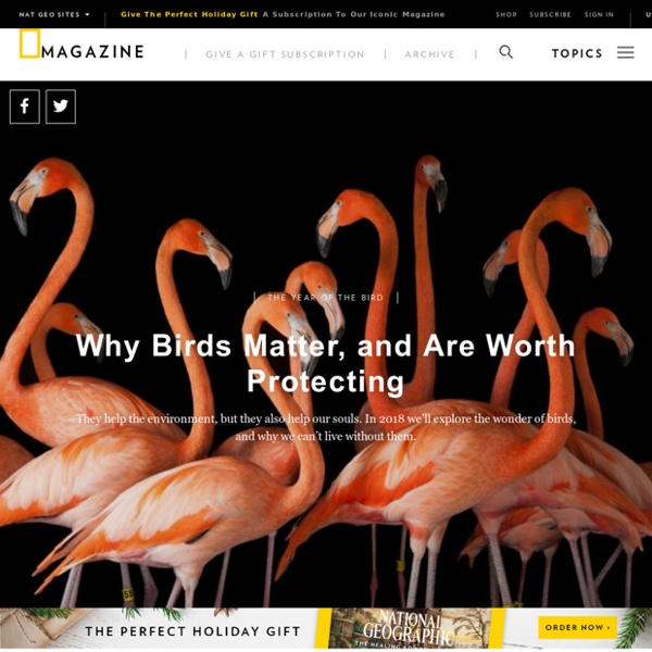 Bird Guide: Endangered Species and Why They Matter