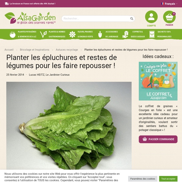 Planter les épluchures et restes de légumes pour les faire repousser !