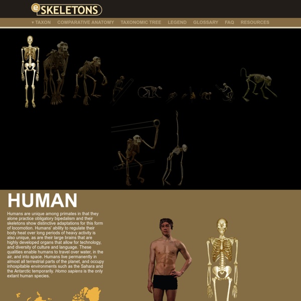 eSkeletons comparaison squelettes primates,nicolas