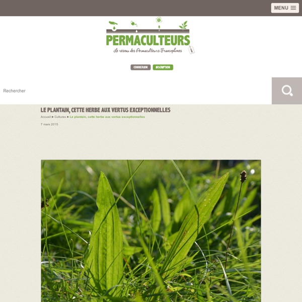 Le plantain, cette herbe aux vertus exceptionnelles