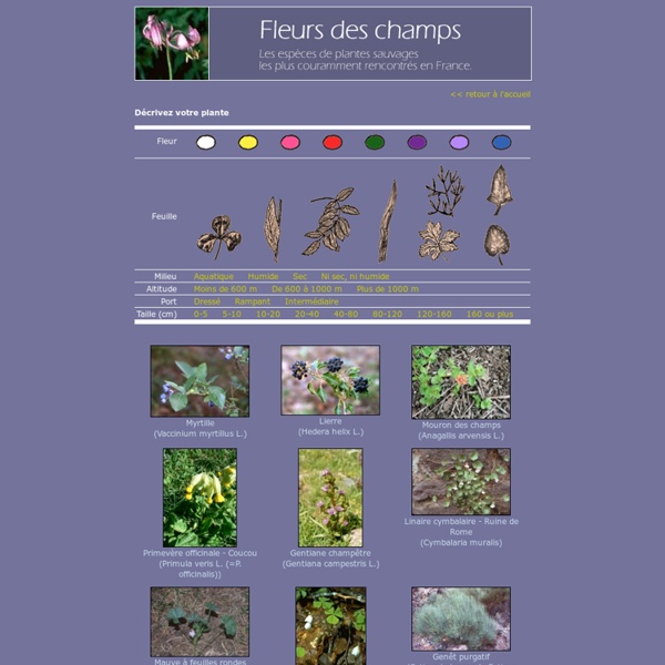 Fleurs des champs