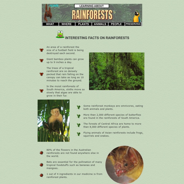 Facts on the Rainforest