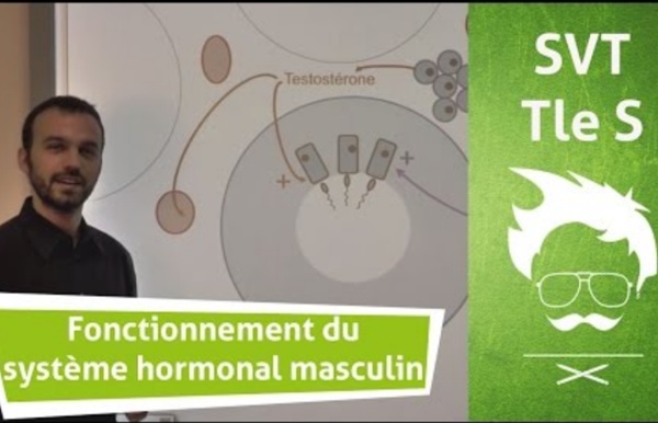 Description du fonctionnement du système hormonal masculin de reproduction