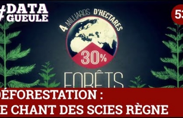 Déforestation : le chant des scies règne #DATAGUEULE 53