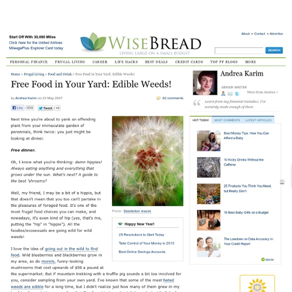 Free Food in Your Yard: Edible Weeds!